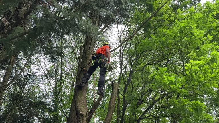 Reliable Flora, IN Tree Removal Solutions